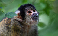 Black-capped squirrel monkey (Saimiri boliviensis)